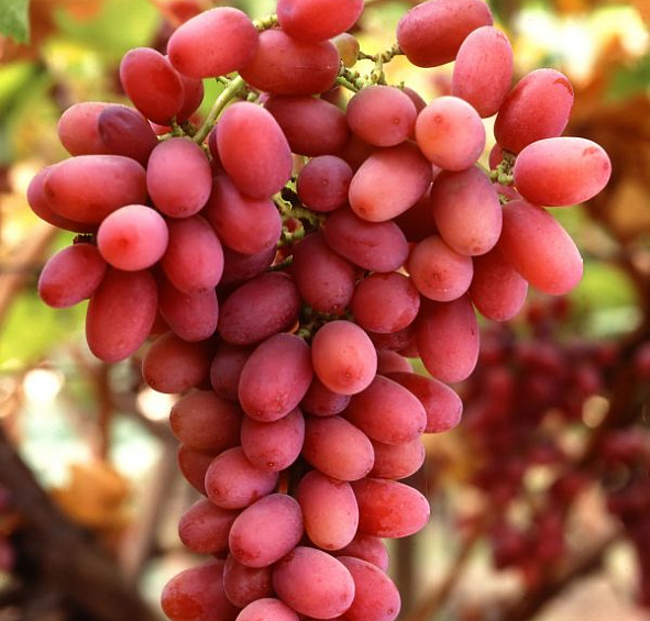 Виноград Кинг Руби